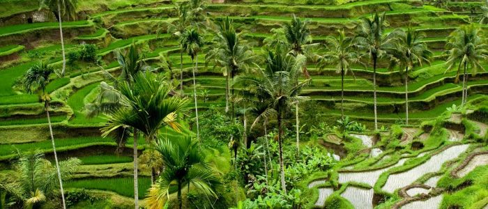 4 Tempat Rekreasi Untuk Keluarga di Ubud Bali